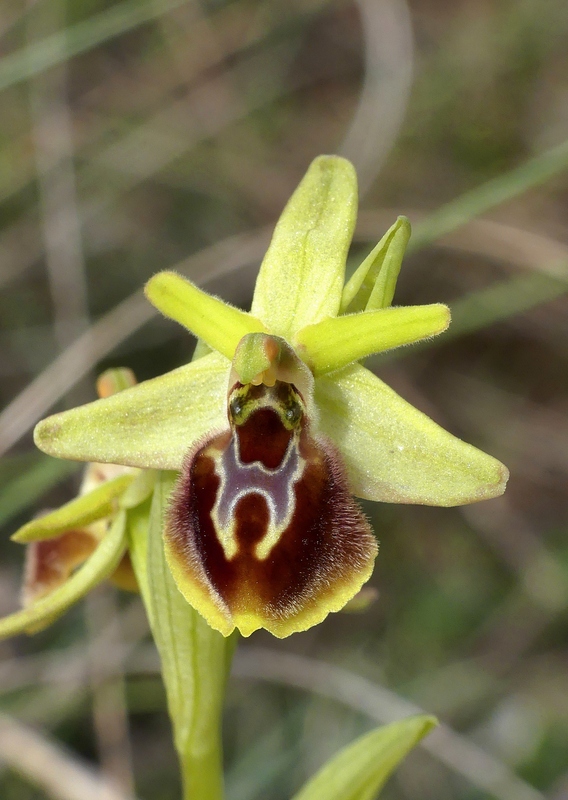 Ophrys exaltata subsp. archipelagi in Abruzzo marzo e aprile 2019